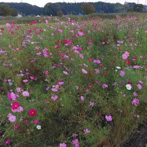 成田画像 H30.10月@.jpg