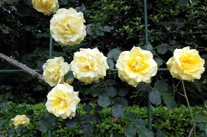 成田画像H30.5月@.jpg