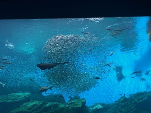IMG_2333.jpg