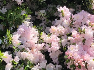 image1.jpeg